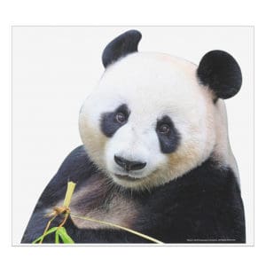 Panda Passenger Window Decal